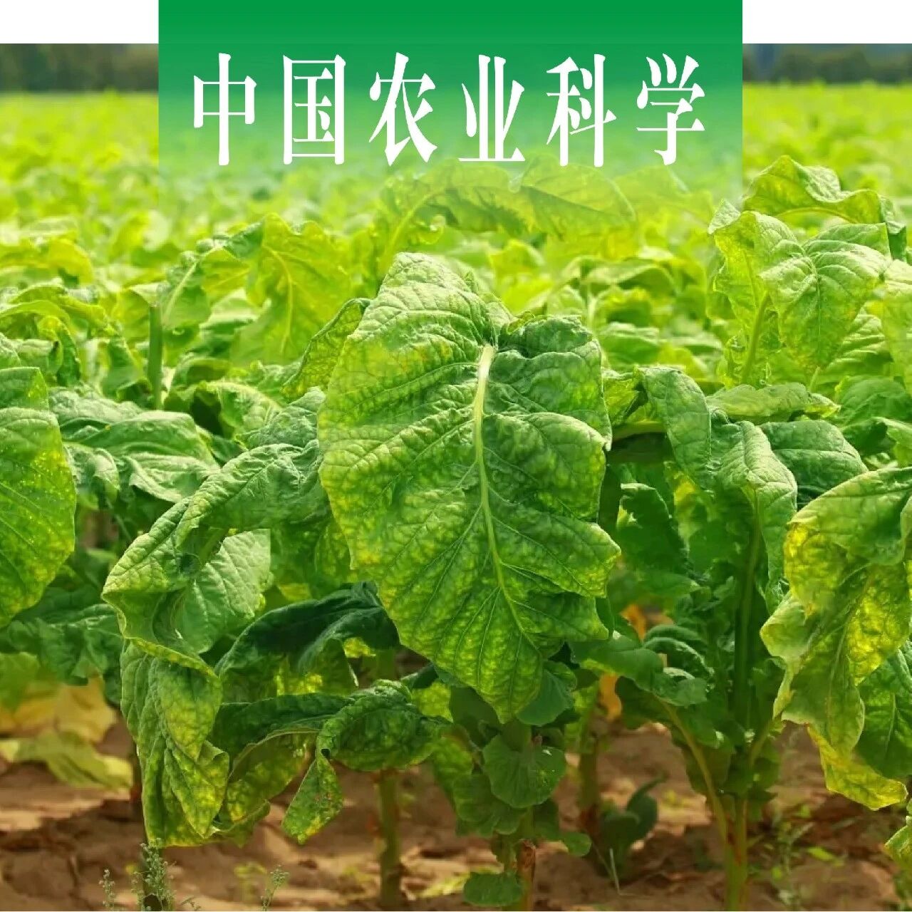 中国农业科学｜中国农科院烟草所张成省研究员课题组测定2-辛基-3-异噻唑啉酮抗烟草赤星病菌的生物活性并探析其作用机制