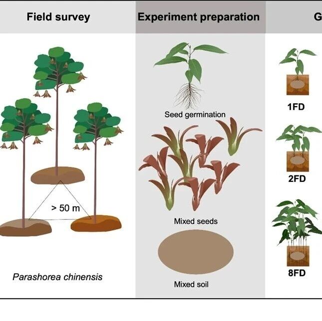 Journal of Ecology | 多因子协同作用揭示全球变化下热带雨林旗舰树种望天树幼苗的生长机制