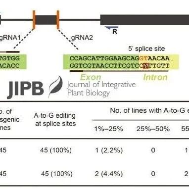 JIPB | 基于TadA变体的高效碱基编辑器，实现马铃薯mRNA剪接定向操控