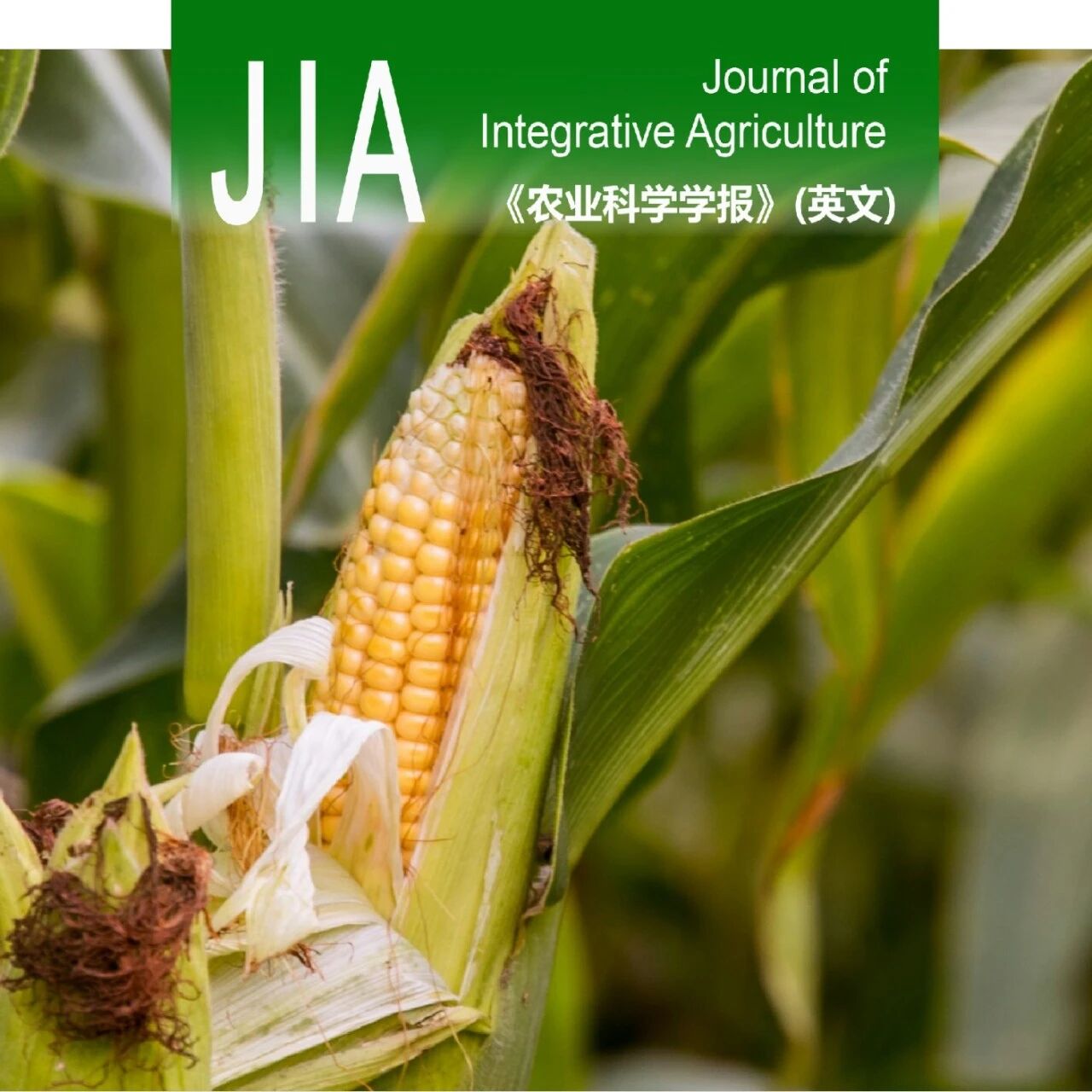 JIA优先上线 | 玉米籽粒营养与灌浆和脱水的关系：提升粒重促进产量和营养总产出的双赢