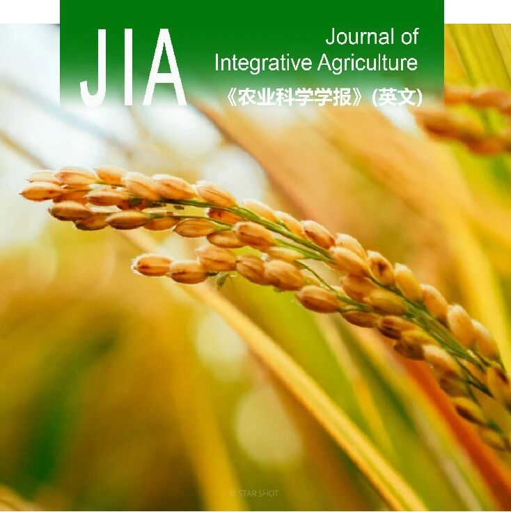 JIA | 扬州大学水稻栽培生理生态团队揭示油菜素甾醇介导轻度土壤落干缓解高温胁迫下光温敏核不育系水稻雌蕊受精障碍的机制
