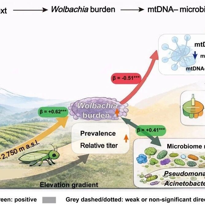 The ISME Journal | 安徽农业大学在昆虫共生微生物与环境适应研究方面取得重要进展