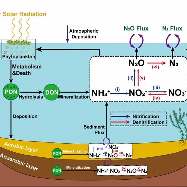 Water Resources Research | 天津大学晏智锋教授课题组基于EFDC 模型开发内陆水体N2O排放模拟模块