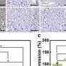 Adv Sci：中国学者开发自供电电子皮肤，加速伤口愈合
