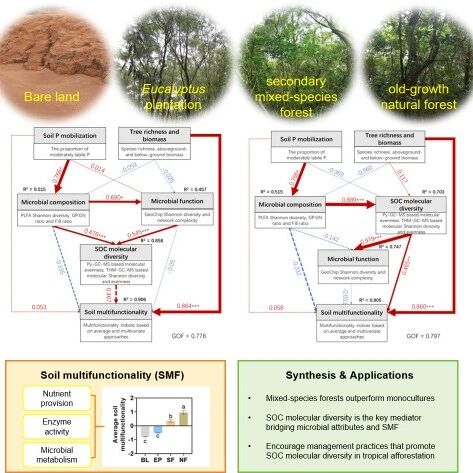 Journal of Applied Ecology | 混交造林提升热带退化土壤多功能性新机制