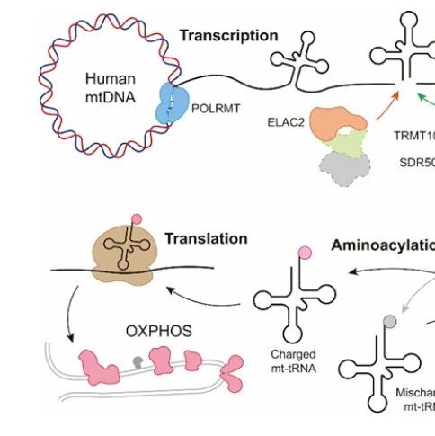 Trends Biochem Sci | 中科院周小龙研究员受邀综述人线粒体tRNA修饰与氨基酰化