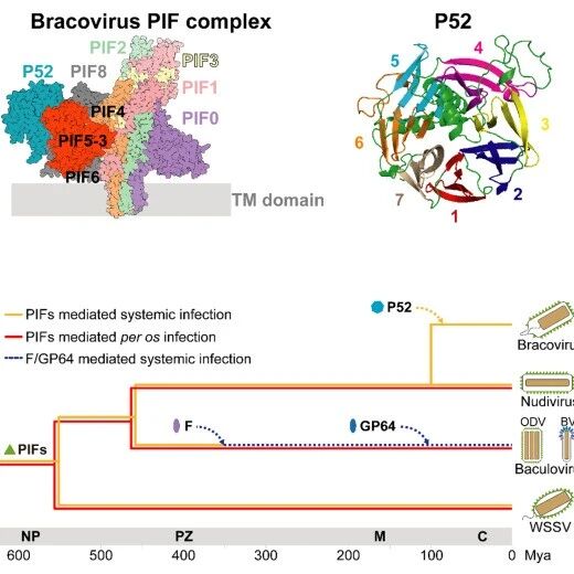 PNAS | 武汉病毒所胡志红/王曼丽团队在无脊椎动物大DNA病毒入侵机制研究获得重要进展