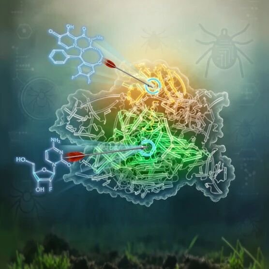 Nature | 破解克里米亚-刚果出血热病毒聚合酶RNA合成机制，熊晓犁/陈新文/展鹏/王曼丽/邓增钦合作揭示抗病毒药物分子抑制机制