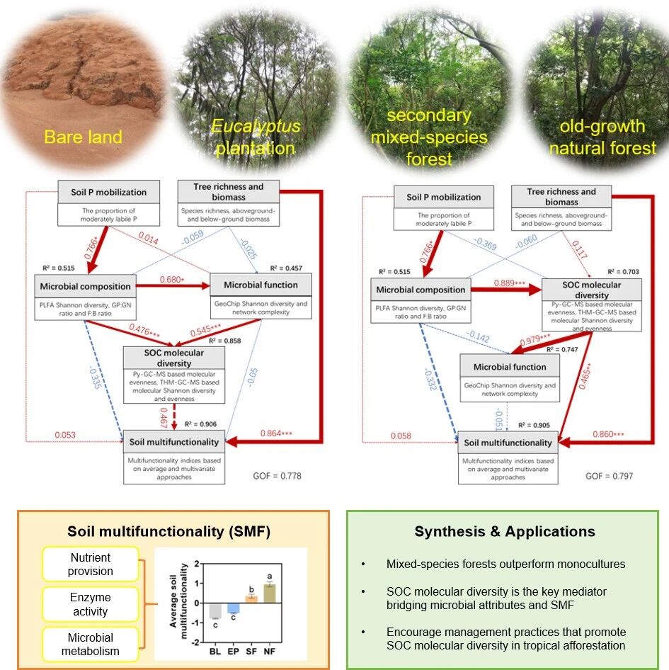 Journal of Applied Ecology | 华南植物园揭示混交造林提升热带退化土壤多功能性新机制