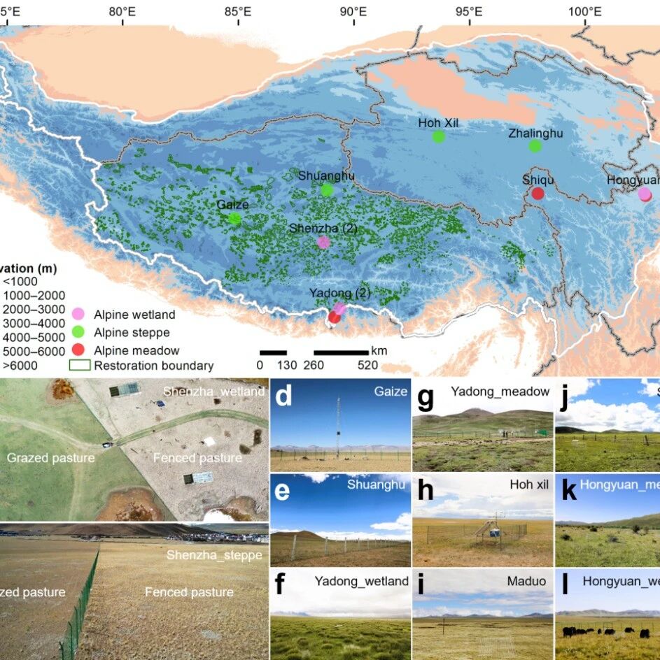 Journal　of　Geophysical　Research：Biogeosciences | 成都山地所研究揭示青藏高原草地恢复的物理冷却效应