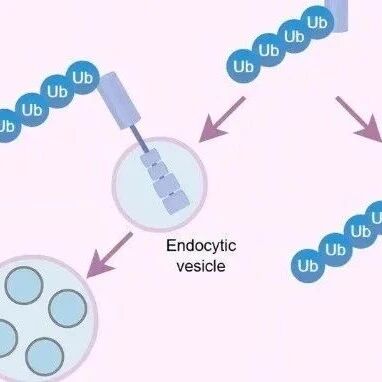 JIPB丨上海交通大学吕东平团队系统综述植物受体激酶的泛素调控密码