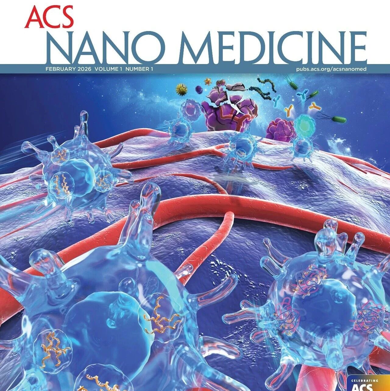ACS Nano Med | 基于金纳米颗粒CT成像的双侧与单侧肾功能不全定量检测