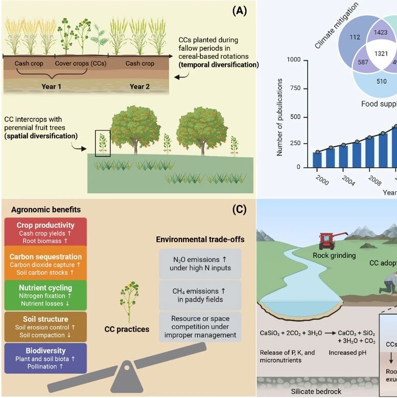 武汉理工大学方临川团队《Trends in Plant Science》最新研究成果！提出覆盖作物与增强岩石风化协同促进气候-智慧型农业的新范式
