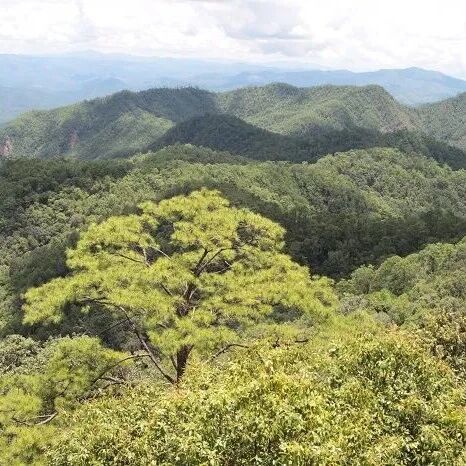 FEM | 高原林业研究所思茅松天然过熟林群落结构与物种共存机制