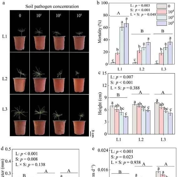光照不足时，土壤病原菌“趁虚而入”：中国科学院沈阳应用生态研究所森林生态管理团队揭开红松天然更新障碍之谜