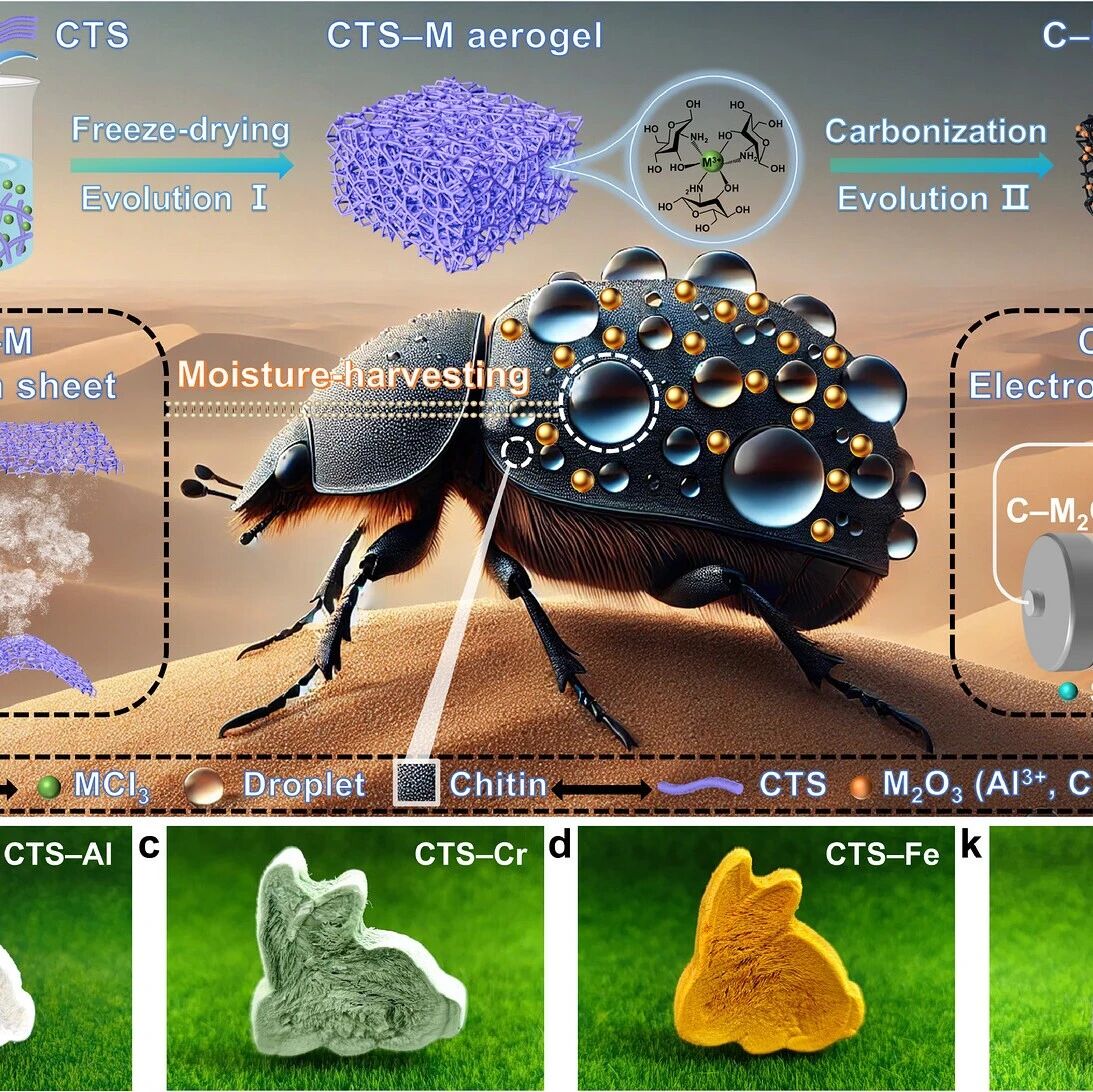 同济大学王晓栋、沈军/EMPA赵善宇 Adv. Mater.：进化驱动生物质复合气凝胶