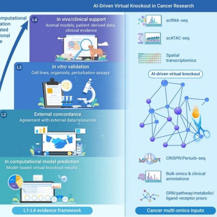 The Innovation Oncology | AI赋能虚拟敲除技术：开启精准肿瘤治疗新时代