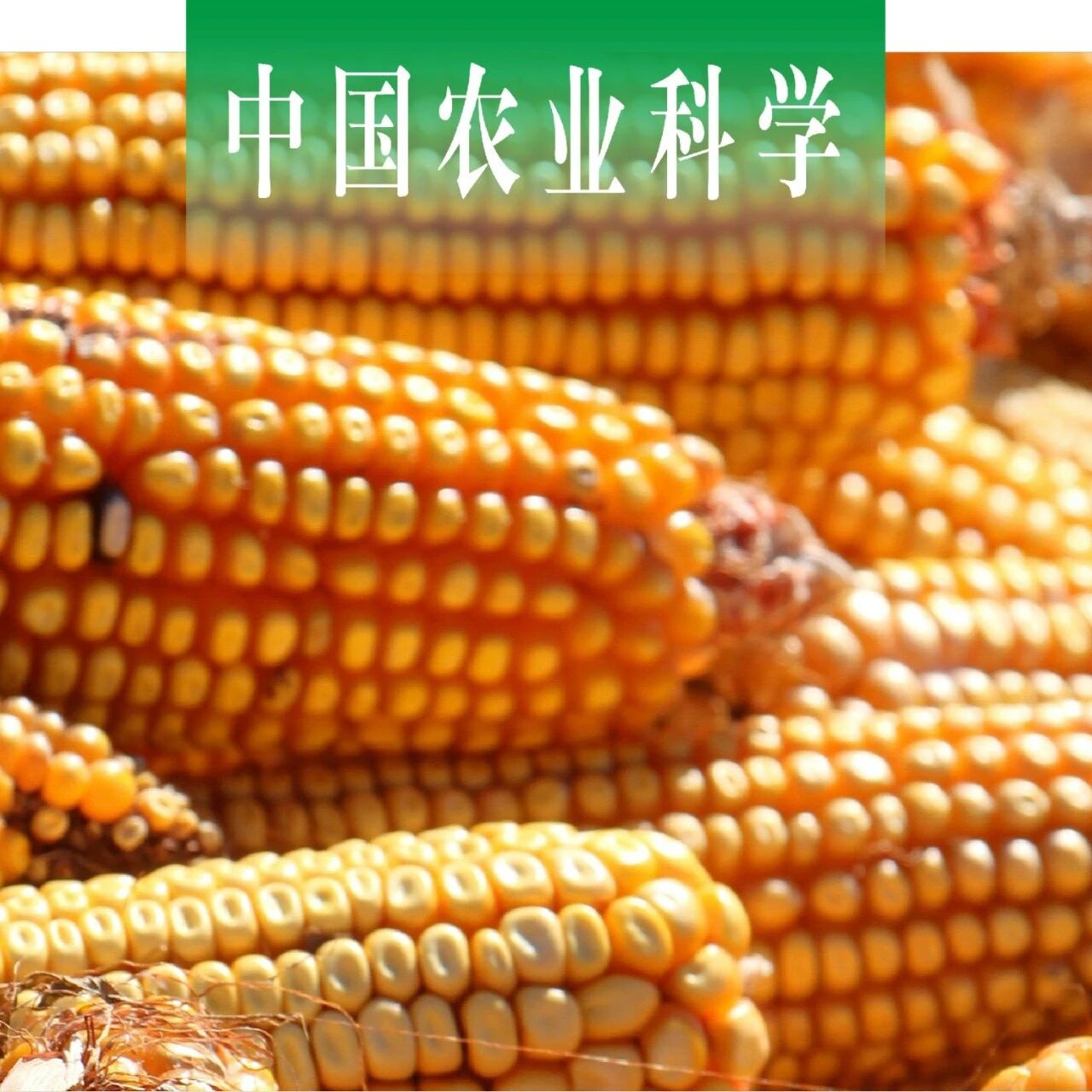 中国农业科学｜北京市农林科学院玉米研究所王凤格研究员课题组：玉米自交系InDel标记现场检测技术的研发与应用