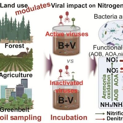 朱永官院士团队《Environmental Science and Technology》研究成果，在土地利用调控土壤病毒对氮循环的影响方面取得新进展