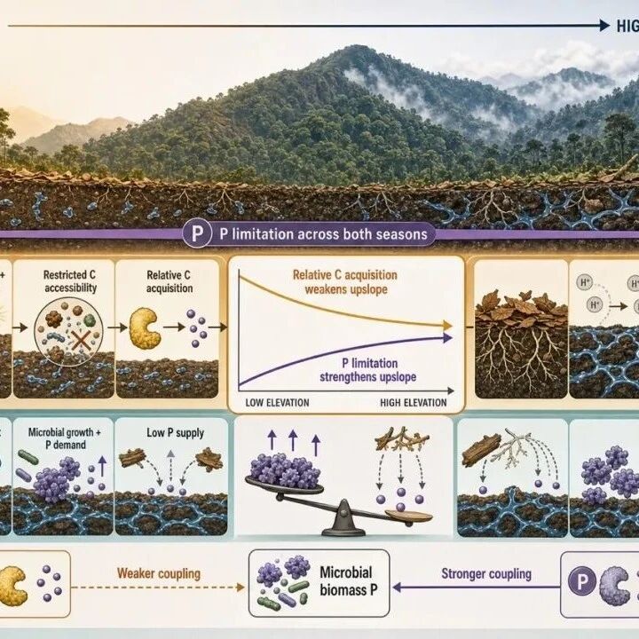 SBB | 华南植物园揭示季节变化重塑亚热带森林土壤微生物养分限制新机制