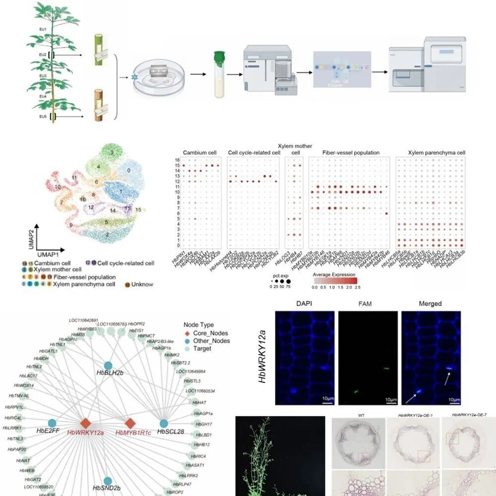 Plant, Cell & Environment | 版纳植物园橡胶树分子育种团队构建橡胶树木质部单细胞图谱并揭示次生细胞壁调控机制