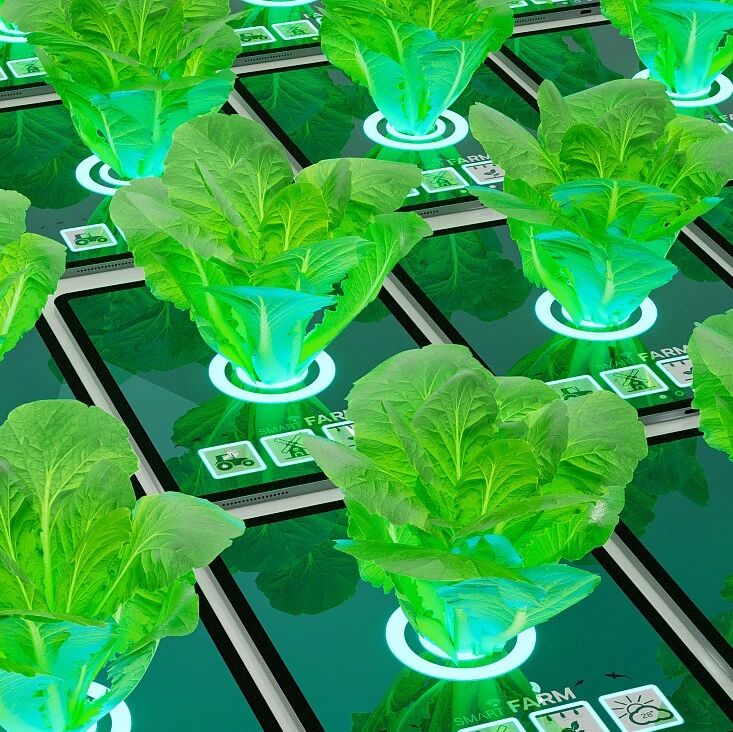 新型高光谱表型技术助力新基因挖掘