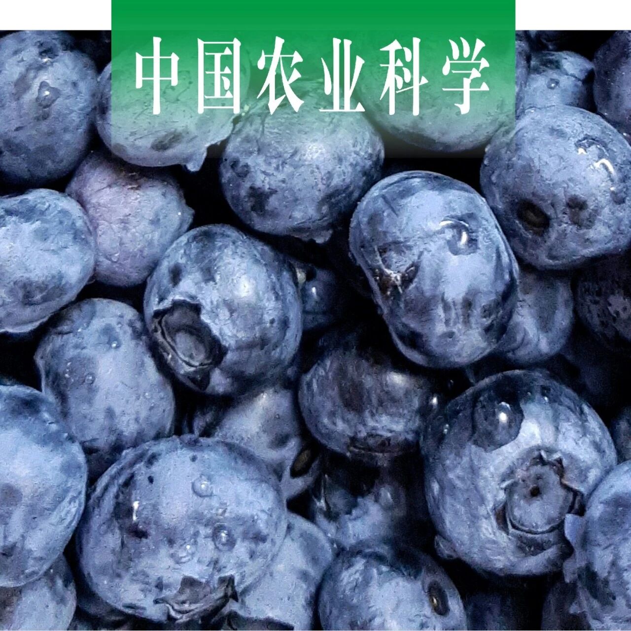 中国农业科学｜中国农业科学院郑州果树研究所鲁振华研究员课题组：14个蓝莓品种不同成熟期果实糖酸组分测定及代谢基因表达分析