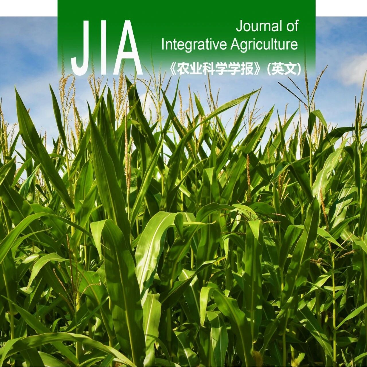 JIA | 山东农业大学张吉旺教授团队阐释优化玉米秸秆还田与氮肥用量，实现小麦-玉米周年种植系统增产增效与减排双赢的研究