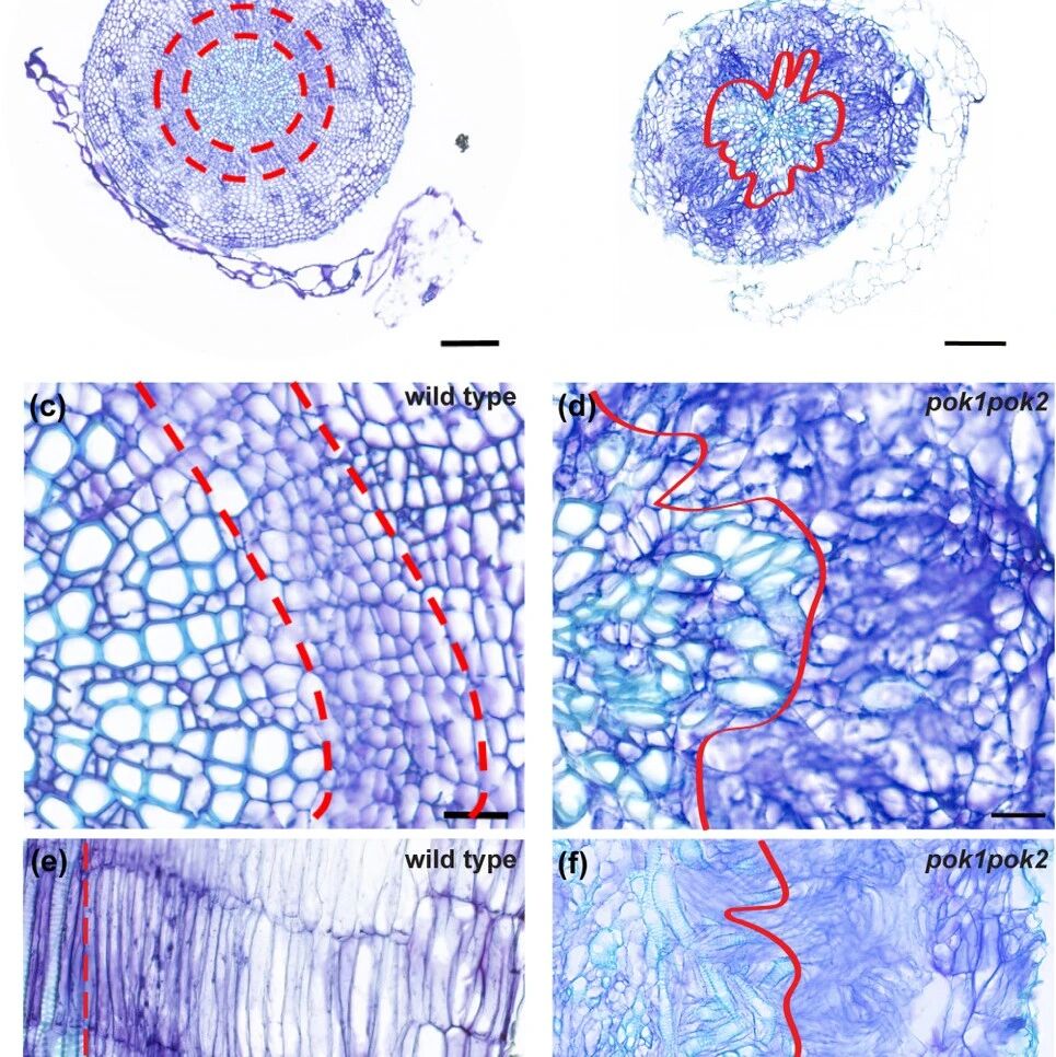 New Phytol | 德国海德堡大学团队揭示决定形成层干细胞分裂方向的新机制