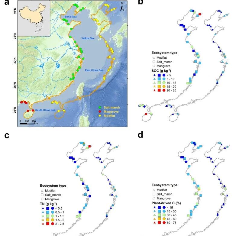 Water Research | 烟台海岸带所基于热裂解分子指纹技术揭示我国盐沼-红树林-光滩碳归趋机制