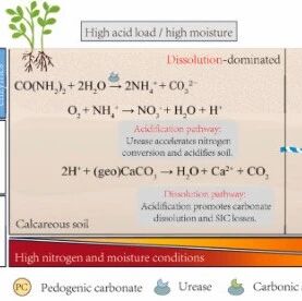 SBB | 西北农林大学范利超教授团队在钙-生物源CO2耦合驱动次生碳酸盐形成机制方面取得新进展
