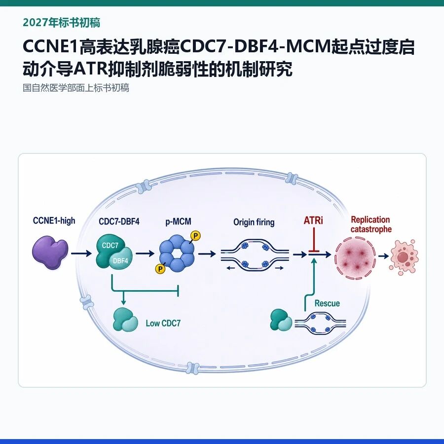 【2027年标书初稿】CCNE1高表达乳腺癌CDC7-DBF4-MCM起点过度启动介导ATR抑制剂脆弱性的机制研究