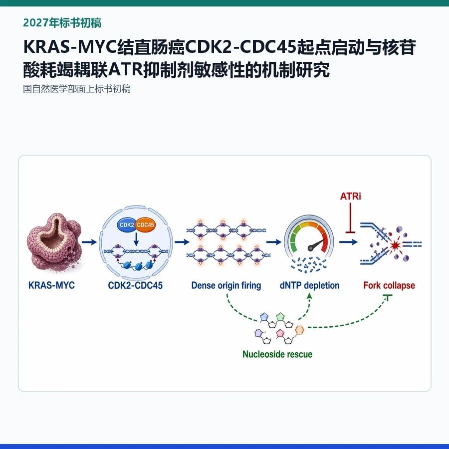 【2027年标书初稿】KRAS-MYC结直肠癌CDK2-CDC45起点启动与核苷酸耗竭耦联ATR抑制剂敏感性的机制研究