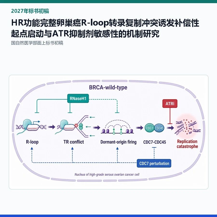 【2027年标书初稿】HR功能完整卵巢癌R-loop转录复制冲突诱发补偿性起点启动与ATR抑制剂敏感性的机制研究