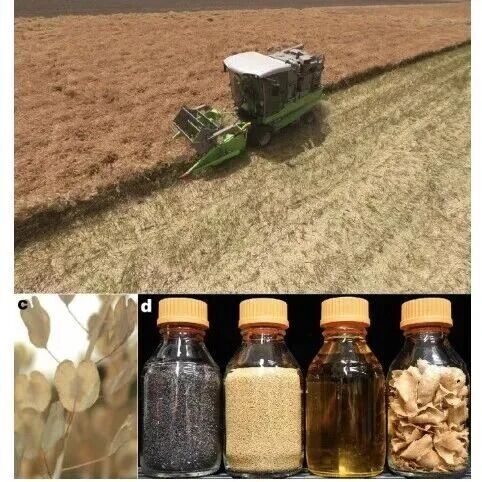 【New Phytologist】菥蓂泛基因组的结构与序列进化