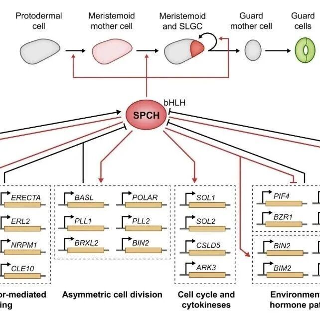【New Phytologist】植物气孔干细胞命运的驱动者以及内源与环境信号的整合枢纽