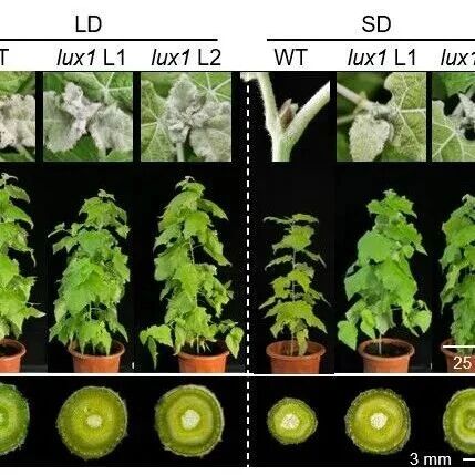PCE | 西南大学罗克明/魏洪彬团队发现敲除生物钟基因LUX1延缓树木季节性生长停止，提高木材产量与碳汇能力