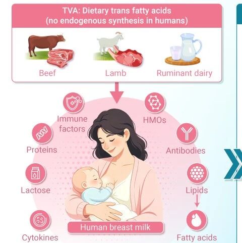 The Innovation Nutrition | 妈妈吃什么，竟能塑造宝宝一生免疫力？答案藏在母乳里