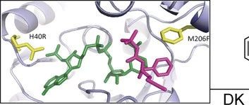 Synthesis of Vibegron Enabled by Enzymatic High pH DKR