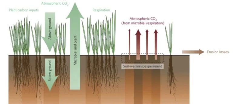 土壤碳反馈对气候变化的不确定性 | 全文中文