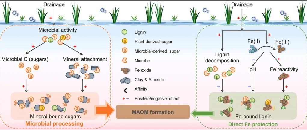 提高微生物对MAOC积累的贡献：超越直接的木质素-铁相互作用