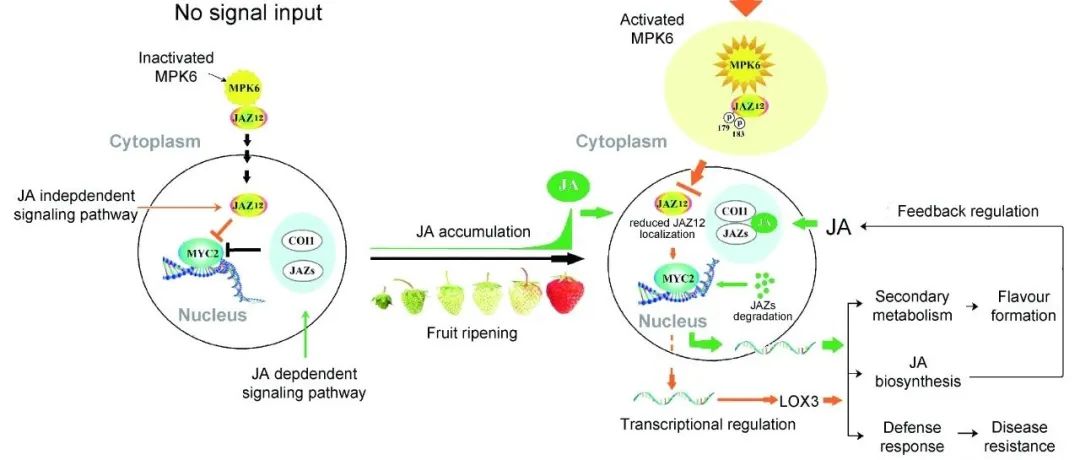 JIPB | 中国农业大学贾文锁团队揭示JAZ调控草莓果实品质形成和JA信号转导的新机制