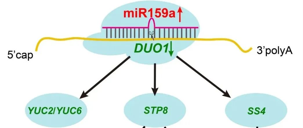 JIPB | 华中农业大学伊华林/吴巨勋课题组揭示miR159a-DUO1模块调控柑橘花粉育性的分子机制