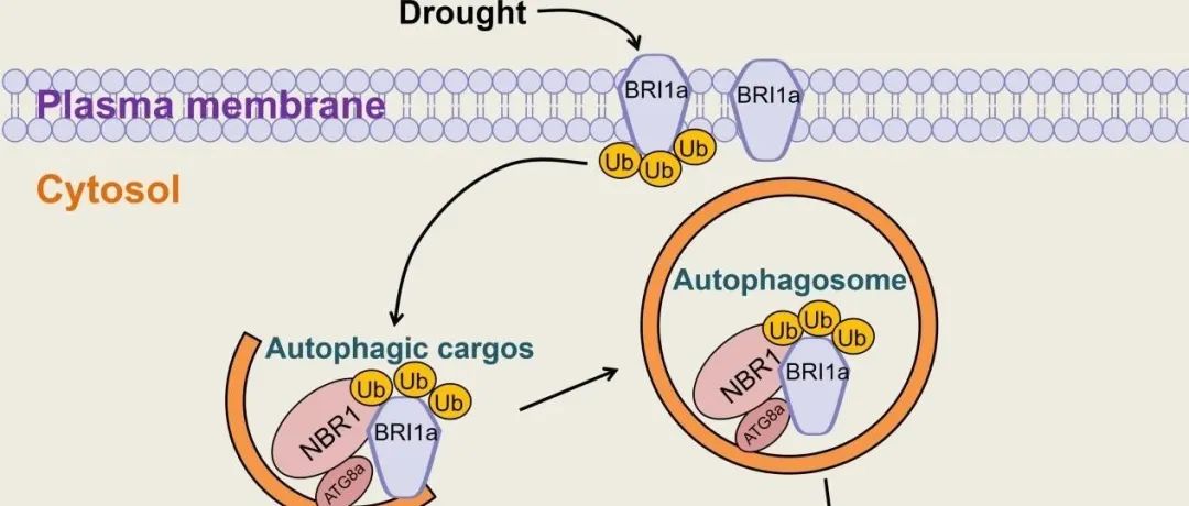 JIPB | 南京农业大学张阿英团队揭示玉米自噬受体ZmNBR1降解油菜素内酯受体ZmBRI1a响应干旱胁迫的分子机制