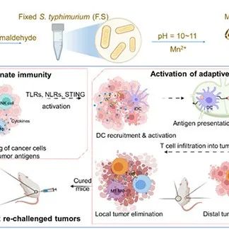 Nature子刊丨苏州大学刘庄/彭睿团队联合广西医科大学赵永祥团队在基于细菌的肿瘤免疫治疗研究中取得进展