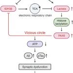 STTT | 华中科技大学王建枝/杨莹教授团队揭示TCA循环关键分子IDH3β异常加速阿尔茨海默病进程的新机制