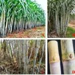 热带作物生物育种全国重点实验室甘蔗研究团队发表“糖王”云蔗08-1609育种理论和实践的学术论文