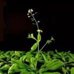 Cell综述|植物免疫学大佬撰写植物免疫系统：从发现到应用，提出未来20年需要解决的问题！