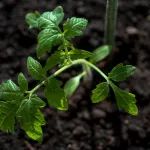 Cell | 破解世纪难题！中国研究团队解密植物损伤再生谜团，开启农业基因改造新纪元