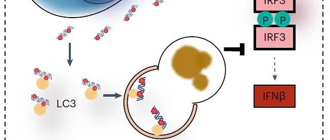【科技前沿】Nature Cell Biology|冯杜团队报道TFAM作为自噬受体介导胞质中mtDNA的清除，进而限制炎症反应